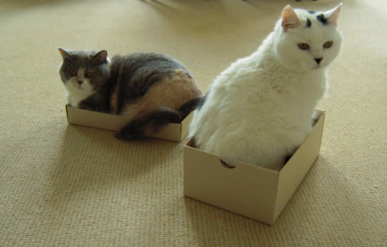 Each-cat-needs-its-own-shoebox-63-most-beautiful-cat-pictures-550x351
