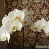 Уход и пересадка орхидеи фаленопсис в домашних условиях. Свой опыт.
