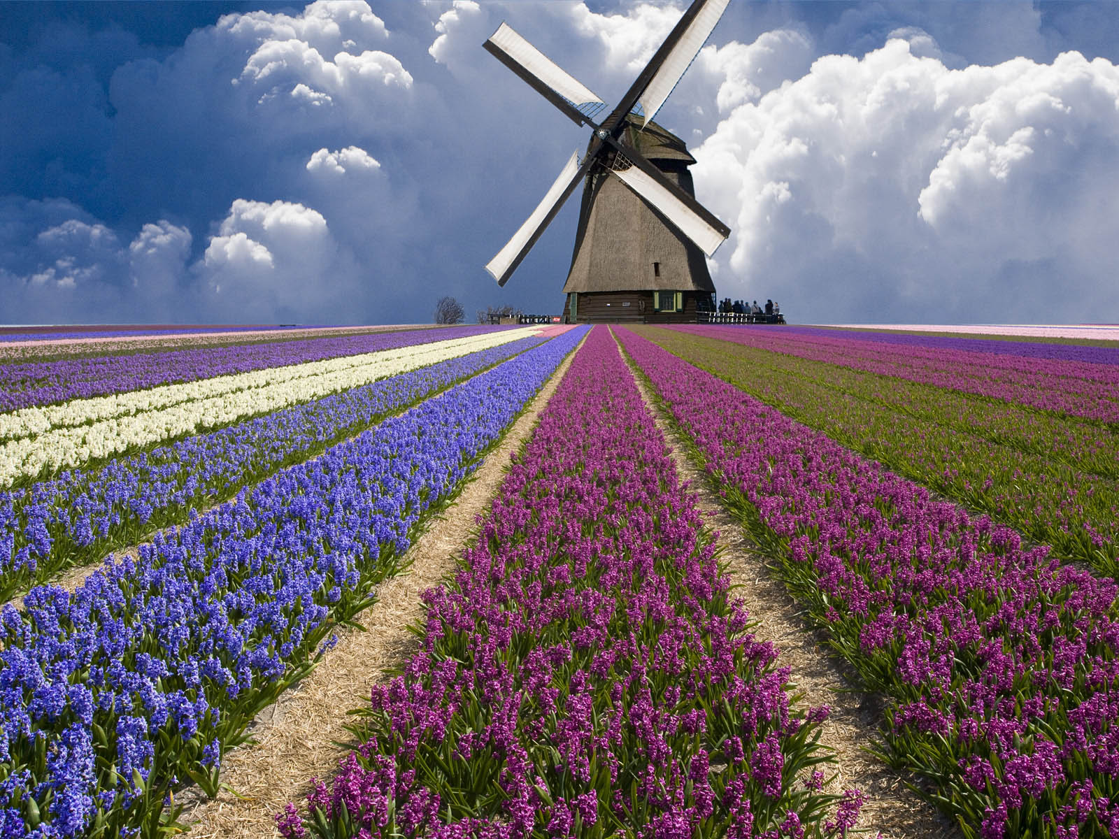 Netherlands Flower Fields Wallpapers and Photos 03