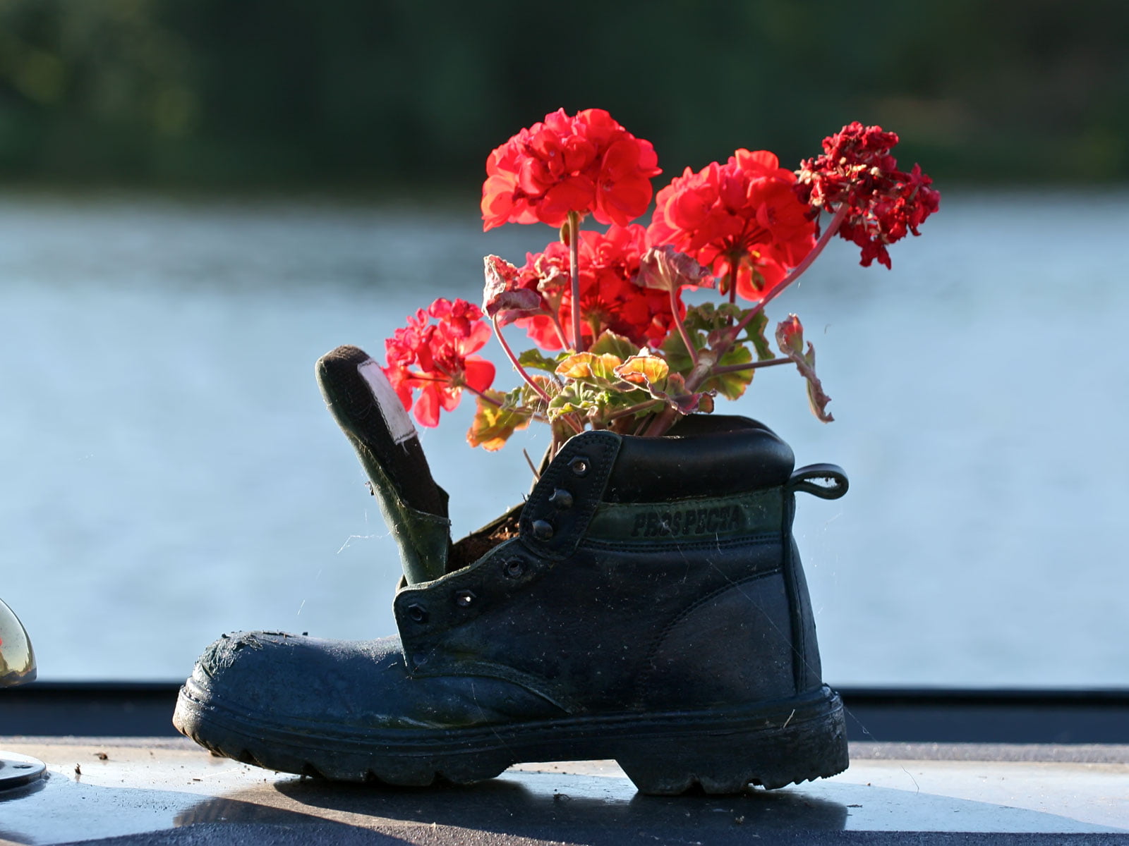 flowers-in-boot