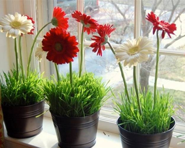 interior-decorating-flowers-gerberas-flowering-plants-2