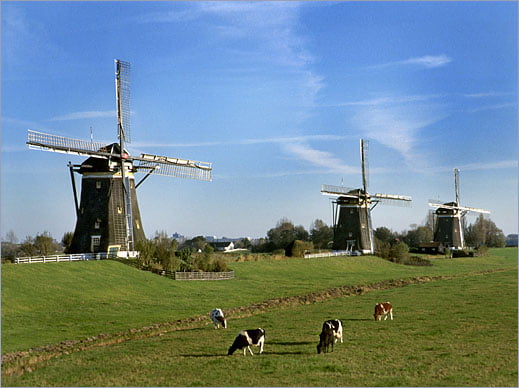 Netherlands Windmill Sheep Leidschendam Cornwerd Friesland Wilsveen