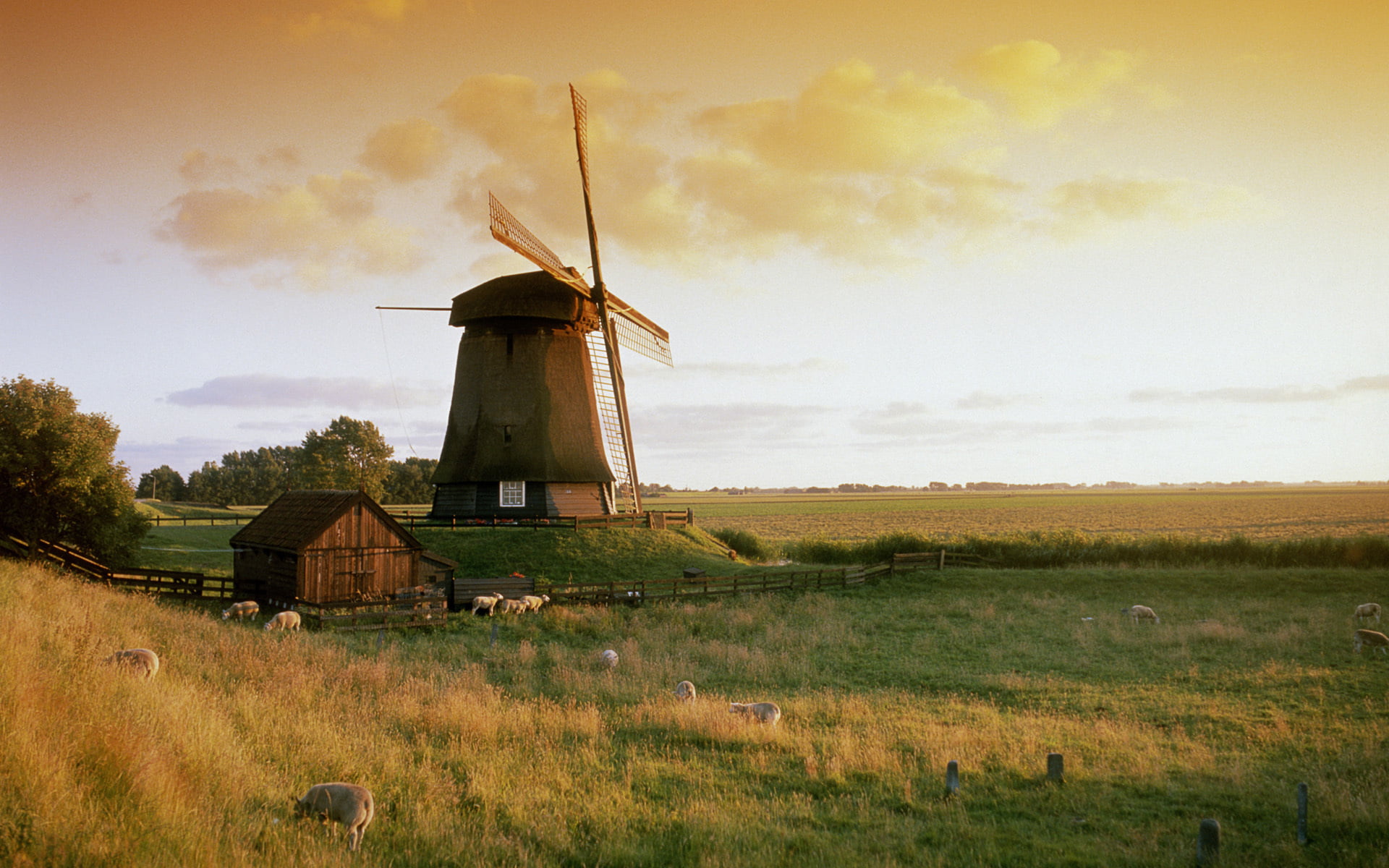 windmill-netherlands-field-sheep-nature