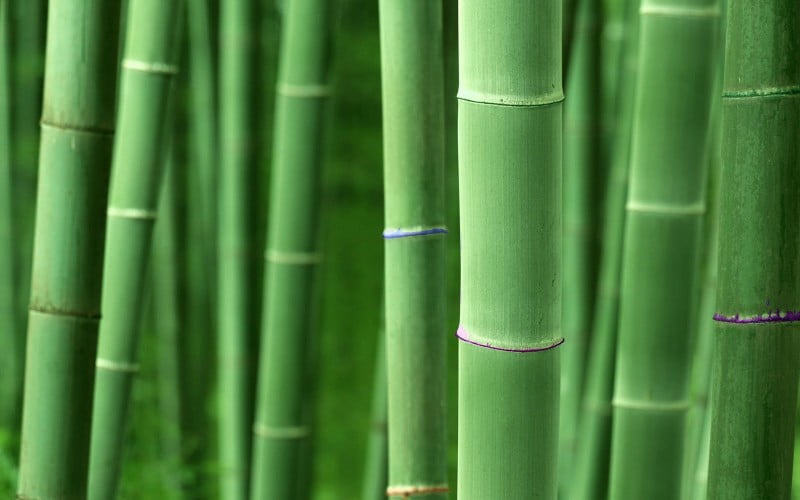 bamboo_hd_wallpaper_1