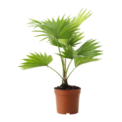 livistona-rotundifolia-potted-plant__67466_PE181307_S4