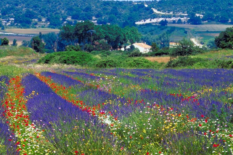 Provence_Lavender-fields-in-Provence-region_3141
