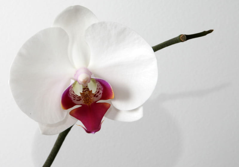 Phalaenopsis_Orchid