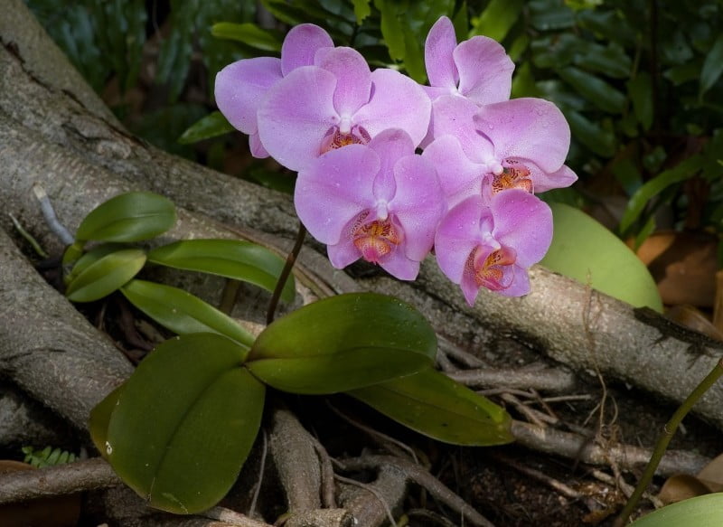 Phalaenopsis_purple_cultivar_2